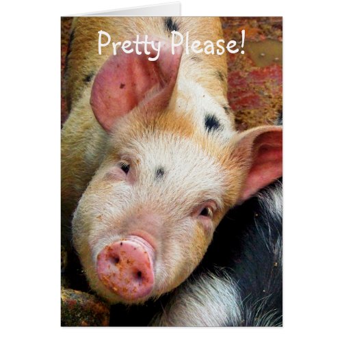 PIGS card