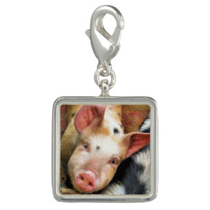 PIGS CHARM