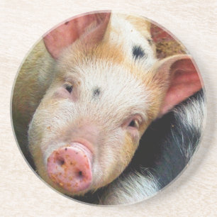 PIGS COASTER