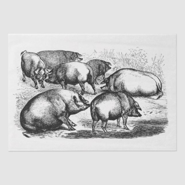 Pigs Ephemera Decoupage Vintage Farm Tissue Paper (Front)