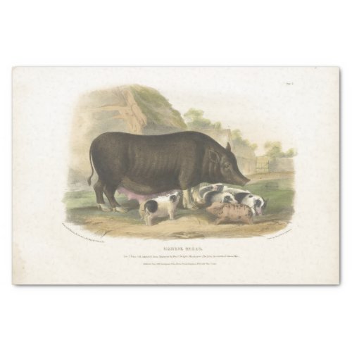 Pigs Ephemera Decoupage Vintage Farm Tissue Paper