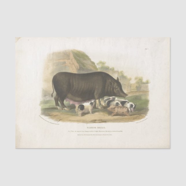 Pigs Ephemera Decoupage Vintage Farm Tissue Paper (Front)