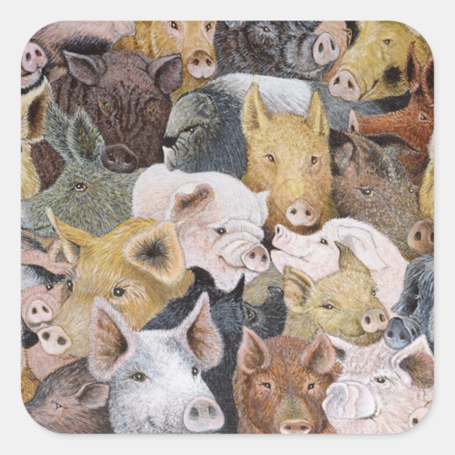 Pigs Galore Square Sticker (Front)