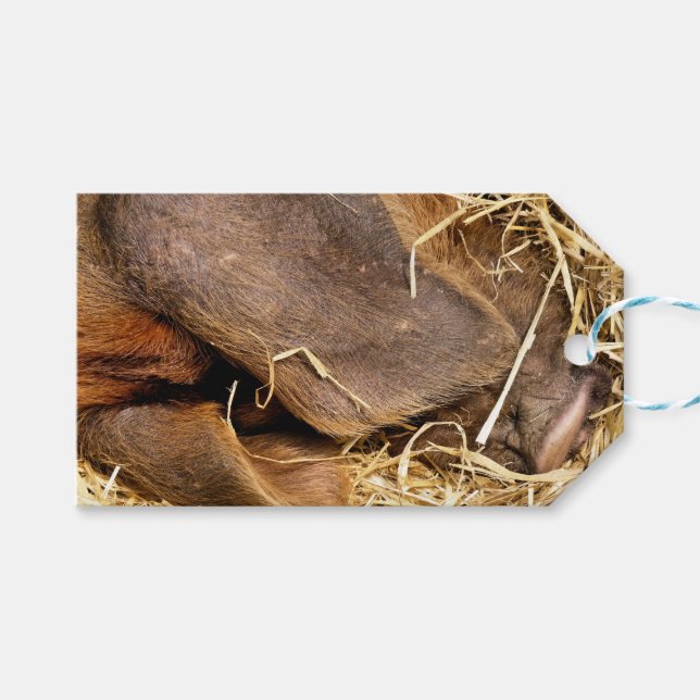 PIGS GIFT TAGS (Front (Horizontal))