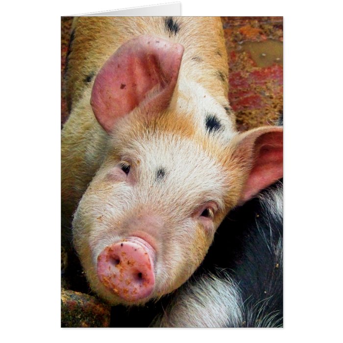 PIGS GREETING CARDS