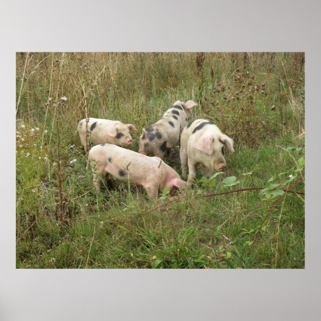 Pigs in a Field Poster (Front)