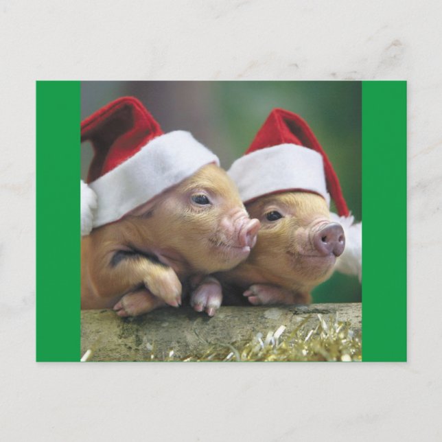 Pigs In Santa Hat Holiday Postcard (Front)