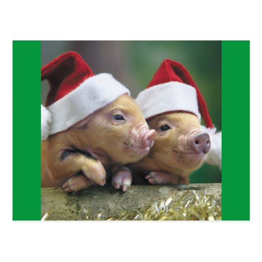 Pigs In Santa Hat Postcard | Zazzle