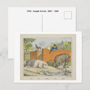 PIGS  Joseph Scholz, 1829 - 1880   Postcard