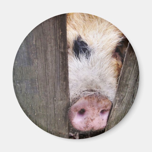 PIGS MAGNET (Front)