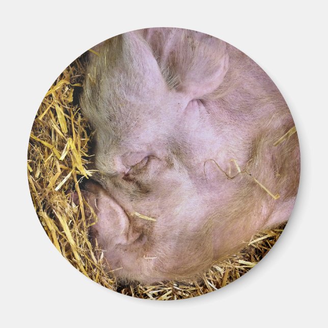 PIGS MAGNET (Front)