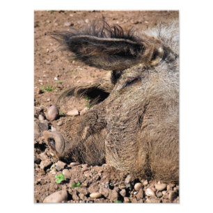 PIGS PHOTO PRINT