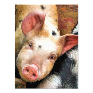 PIGS PHOTO PRINT