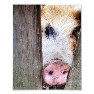 PIGS PHOTO PRINT