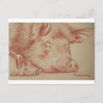 Pigs Postcard