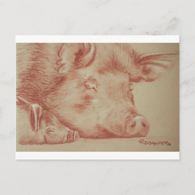 Pigs Postcard (Front)