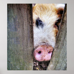 PIGS POSTER