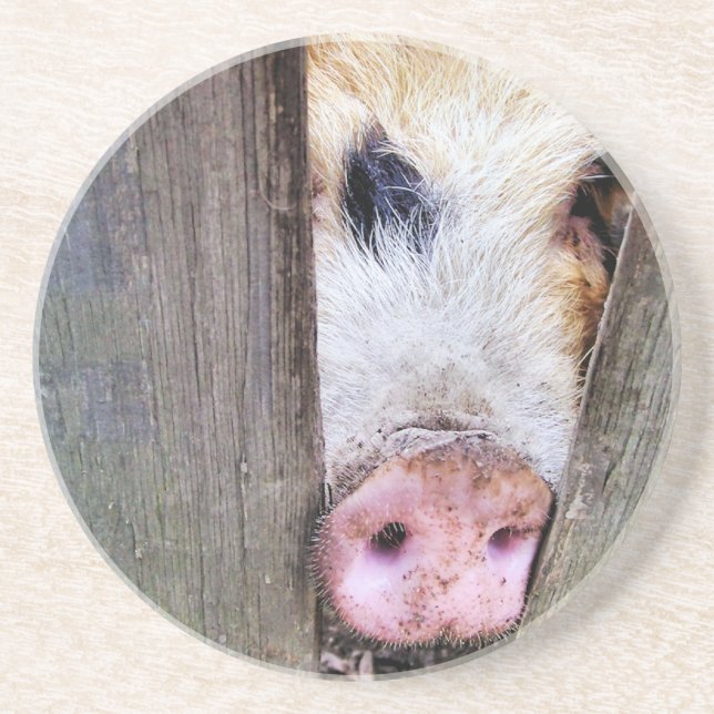 PIGS SANDSTONE COASTER (Front)