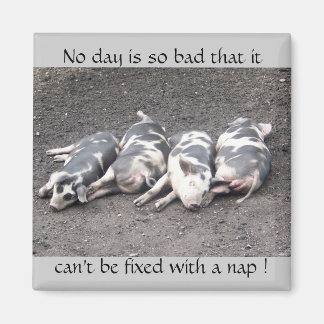 Pigs sleeping magnet