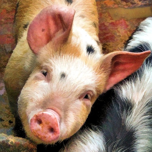 PIGS THROW PILLOW (Creator Uploaded)