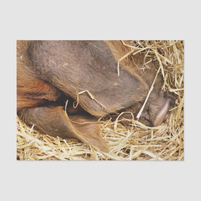 PIGS TISSUE PAPER (Front)