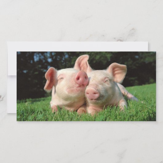 Pigs together (Front)