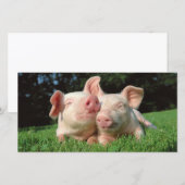 Pigs together (Front/Back)