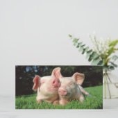 Pigs together (Standing Front)