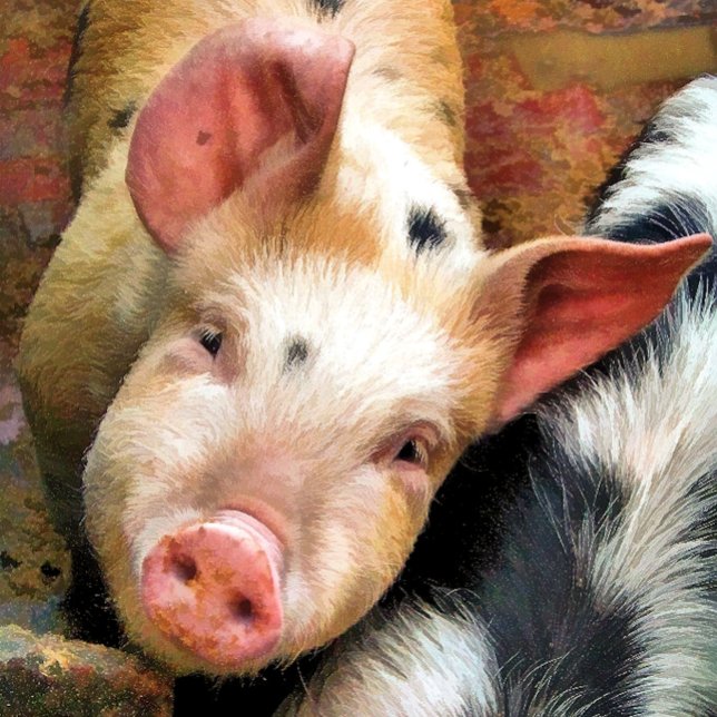 PIGS TOWEL (Creator Uploaded)