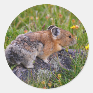 pika classic round sticker