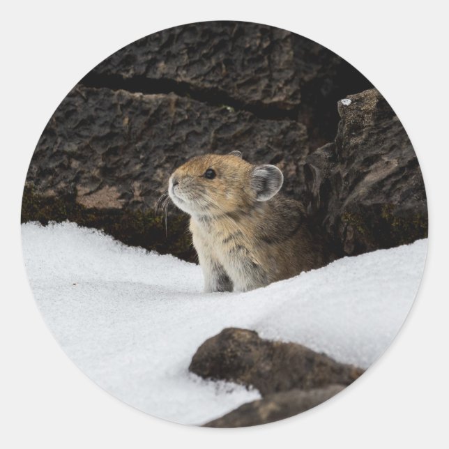 Pika in the Snow Classic Round Sticker (Front)