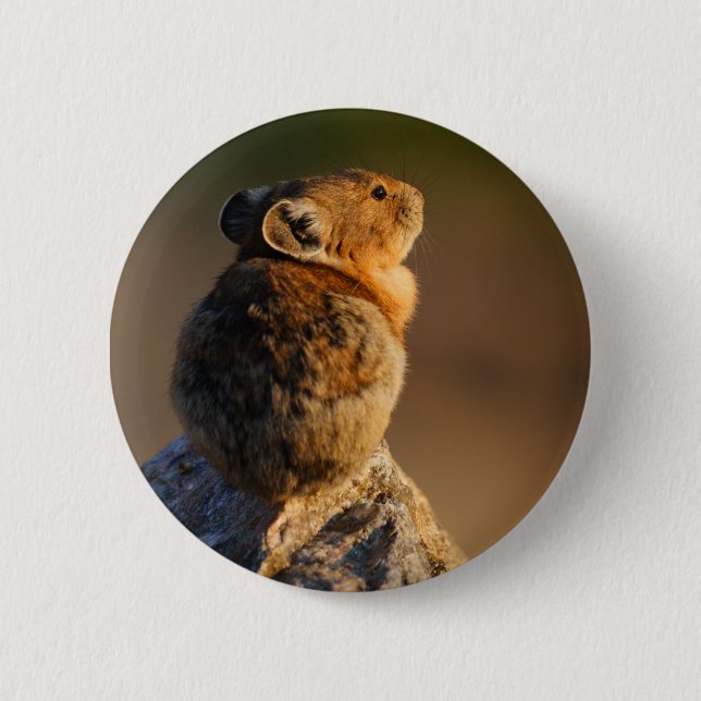 pika pinback button (Front)