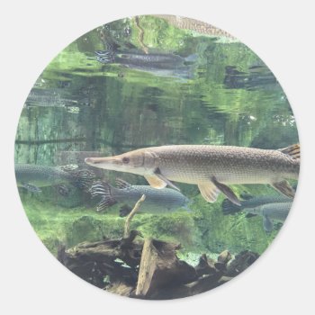 Pike Fish Classic Round Sticker by beachcafe at Zazzle