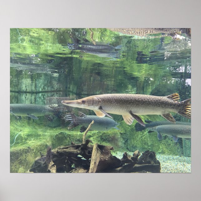 Pike Fish Poster (Front)