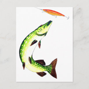 Pike fishing and fly fishing postcard