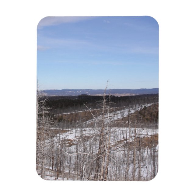 Pike Forest Photo Magnet (Vertical)