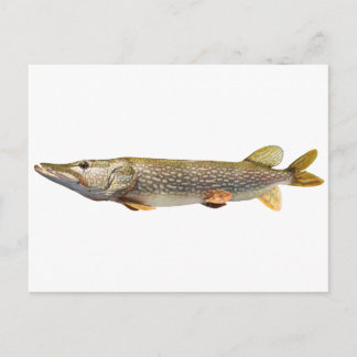 Pike Muski fishing Postcard