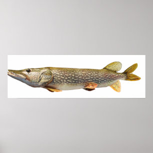 Pike Muski fishing Poster
