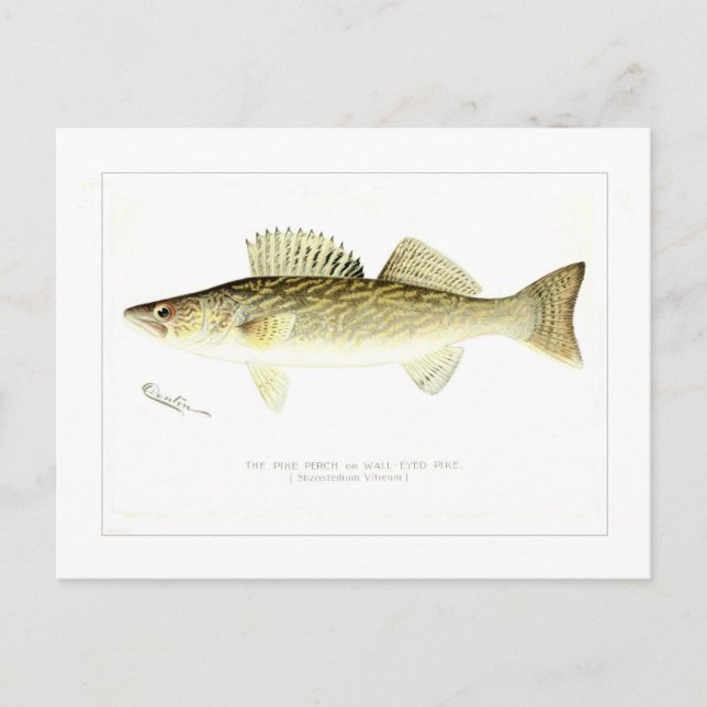 Pike Perch or Wall-eyed Pike Postcard (Front)