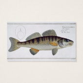Pike-Perch (Perca lucioperca) plate LI from 'Ichth (Back)