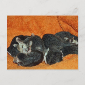 Pile of Baby Opossums Postcard