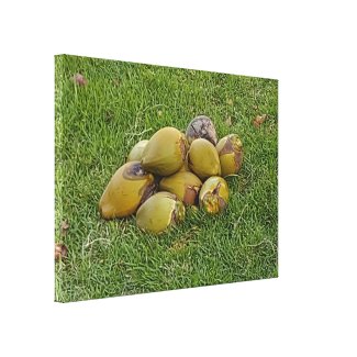 PILE OF COCONUTS CANVAS PRINT