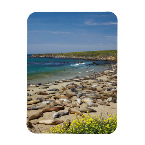 Pile of Elephant Seals Magnet