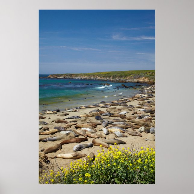 Pile of Elephant Seals Poster (Front)