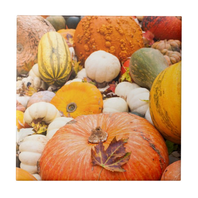 Pile Of Pumpkins And Squash Ceramic Tile (Front)