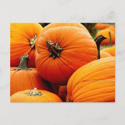Pile of Pumpkins Postcard