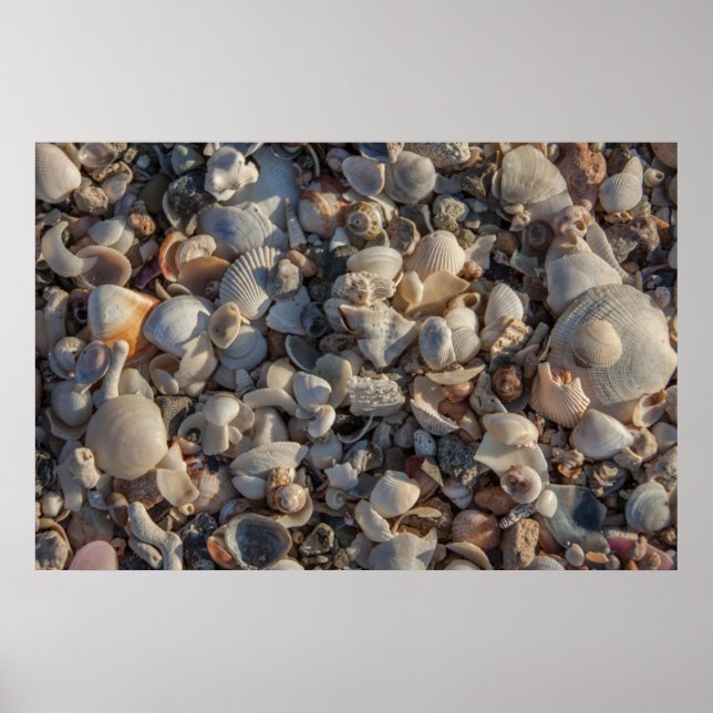 Pile Of Seashells Poster (Front)