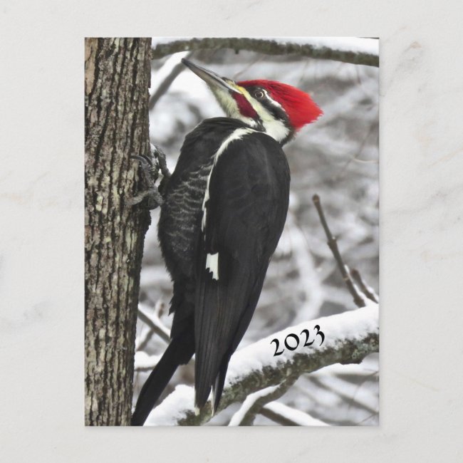 Pileated Woodpecker 2023 Calendar on Back Postcard