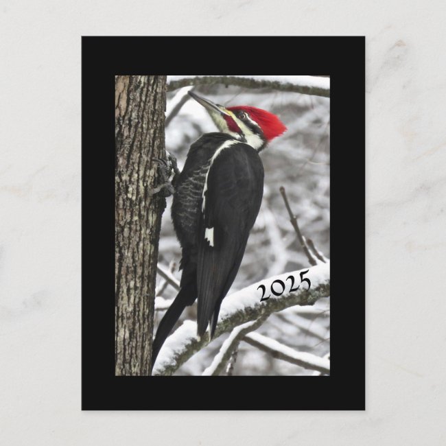 Pileated Woodpecker 2025 Calendar on Back Postcard