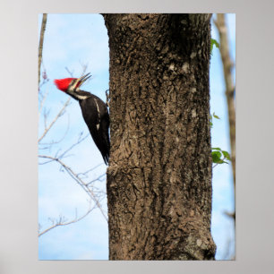 Pileated Woodpecker (3625) Poster